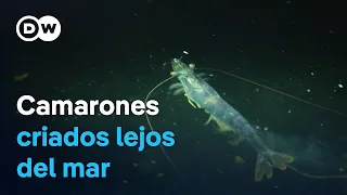 Can European Shrimp Farms Compete With Imports?