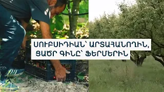 ՌԴ արտահանվող կեռասս մնացել է ծառին, գնորդ չկա. Վանանդցի ֆերմեր