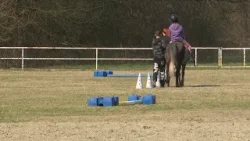Program "Snaga konja za snagu čovjeka" Udruge MOGU Osijek