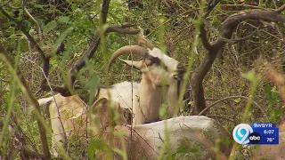 Goats help Upstate Medical University in Syracuse with landscaping