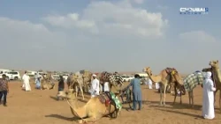 الأصايل | ختام مهرجان العين 2026 لسباقات.. شعار بن حماد الشامسي يحقق سوبر هاتريك