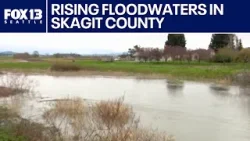 Наводнение затопило сельскохозяйственные угодья долины Скагит из-за подъема уровня рек | FOX 13 S...