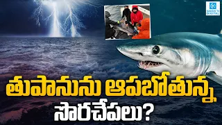 Sharks Become Storm Hunters! How Scientists Use Sharks to Predict Powerful Hurricanes