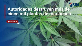 Authorities destroy over 5,000 marijuana plants