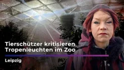 Besucher begeistert – Tiere gestresst? Kritik an Lichtshow im Zoo Leipzig I Sachsen Fernsehen
