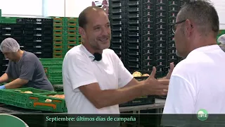 How does Barbastro pink tomato reach the Mercadona produce section?