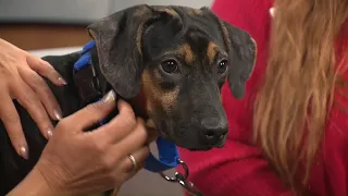 Red Bean the puppy | Pet on the Set
