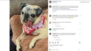 Pug wins 'World's Ugliest Dog" contest