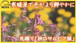 寒暖差が大きくなると花の色がより鮮やかに…札幌で「秋のサルビア展」開催中