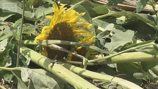 Sunflower field: 500,000 sunflowers destroyed by torrential thunderstorm; fallen flowers can be t...