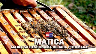 Pčela matica - majka sa desetinama hiljada potomaka || ZAPISI PORED PUTA