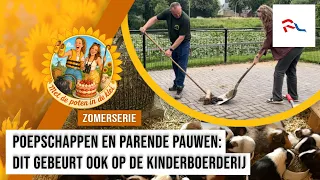 Scooping poop and feeding guinea pigs: Quirijn works at the petting zoo and loves his job