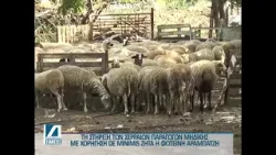 Τη στήριξη των Σερραίων παραγωγών μηδικής με De minimis ζητά η Φωτεινή Αραμπατζή