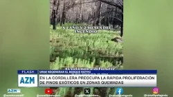 En la cordillera preocupa la rápida proliferación de pinos exóticos en zonas quemadas