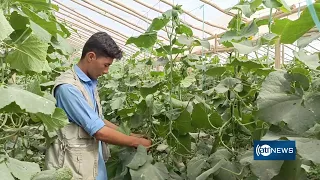 250 greenhouses established in Baghlan | افزایش سبزخانه‌ها در بغلان