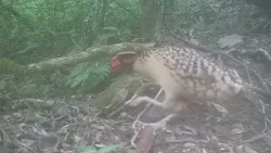 ?«Панда среди птиц»: в Китае засняли редкого трагопана