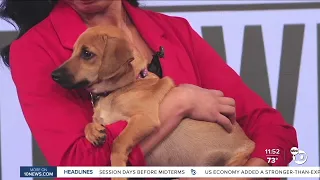 Pet of the Week: Radish