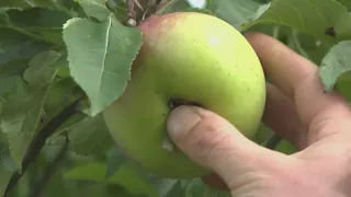 The April freeze forces NJ farmers to find other ways to serve customers