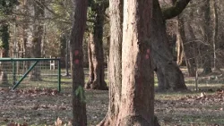 86 beteg fát vágnak ki a Helikon parkban