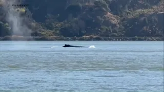 Rio the whale draws crowds as experts monitor its journey in the Delta