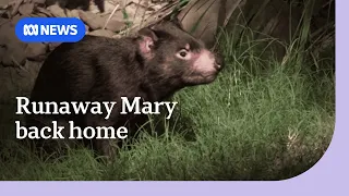 Runaway Tassie devil back at wildlife park after weeks missing | ABC NEWS