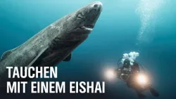 Geister der Arktis – Das Geheimnis der Eishaie | NDR Doku