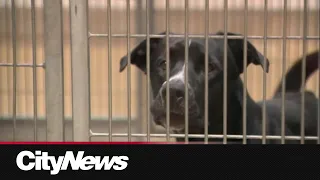 Edmonton Humane Society shows off renovation progress