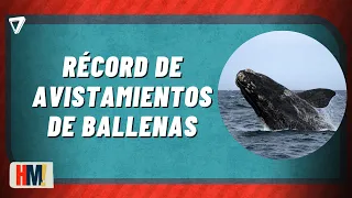 🐋 RÉCORD EN LA COSTA | Registran un histórico pico de avistamientos de ballenas en Mar del Plata
