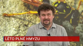 Po prvním bodnutí zaútočí další vosy. Odborník popsal důvod i nejagresivnější druhy