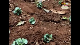 FARMING HARDHSIP