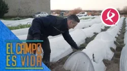 La huerta de Guille se convierte en una postal helada | El campo es vida