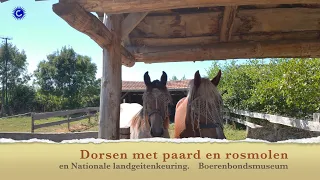 2026 08 16 Dorsen met paard en de rosmolen en Nationale landgeitenkeuring Boerenbondsmuseum Gemert