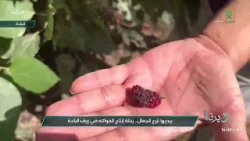 الأستاذة فوزية الغامدي رئةُ المزرعة وقلبها النابض بإنتاج الفواكه وحياة القرية