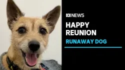 Milo the Melbourne Airport escapee reunites with owners in UK after weeks on the run | ABC News