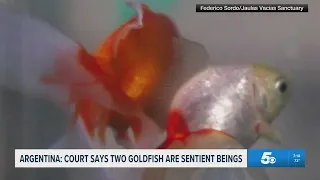 Argentina now recognizes goldfish, the animals, as sentient beings with rights | The Daily Brew