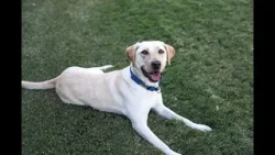 Подозреваемый в поджоге в Северном Финиксе был пойман с использованием считывателей номерных знак...