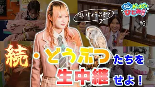 [Teach Me! Ms. Hitomi] Episode 6: "Continued: Live Broadcast the Animals!"