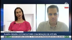 Capim pé-de-galinha desafia cotonicultores com redução de até 50% na produção