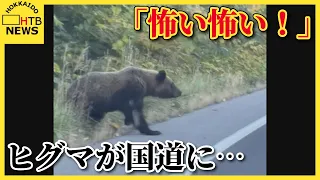 「怖い怖い…窓閉めてる？」国道に飛び出そうとするヒグマを車内からとらえた　北海道喜茂別町