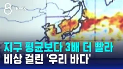 올여름이 두려워진다…심상치 않은 '바다의 경고' / SBS 8뉴스
