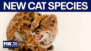 Meet the first wild cat species discovered in 100 years