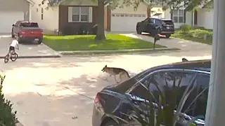 3 boys, 1 man recovering following dog attacks in Belleville neighborhood