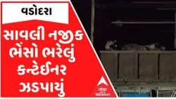 Vadodara | વડોદરાના સાવલી નજીક ભેંસો ભરેલું કન્ટેઈનર ઝડપાયું, કતલખાને લઈ જવાતી હોવાનો આરોપ Vadodara | વડોદરાના સાવલી નજીક ભેંસો ભરેલું કન્ટેઈનર ઝડપાયું, કતલખાને લઈ જવાતી હોવાનો આરોપ