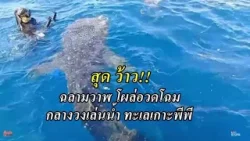 สุดว้าว!  "ฉลามวาฬ" โผล่อวดโฉม กลางวงเล่นน้ำ ทะเลเกาะพีพี : เรื่องเด่นทั่วไทย