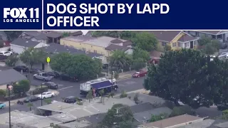 Dog shot in South Los Angeles