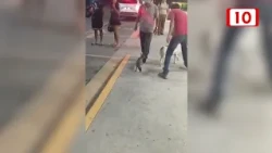 GRAY FOX TESTS POSITIVE FOR RABIES AFTER BEING CAPTURED IN CANCUN