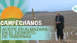Campechanos | Ganadería en Jaén, aceite en almazara y recogida frutas en Córdoba