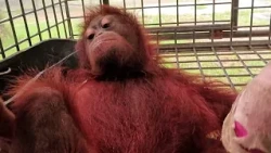 Endonezya'da yavru orangutan Borneo yangınlarından kurtarıldı, habitat tahrip oluyor