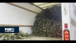 Christmas tree pickup gives their wood a new purpose in Ridgefield | FOX61 Student News