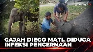 Diego the Elephant Dies at Minas Elephant Training Center, Suspected Chronic Digestive Infection ...